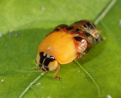 Harmonia axyridis